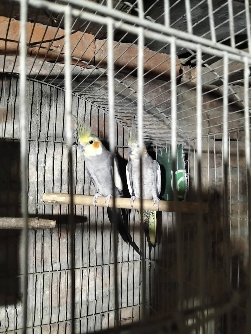Breadel pair 4