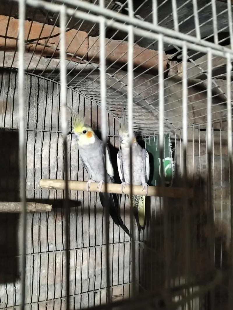 Breadel pair — photo 5