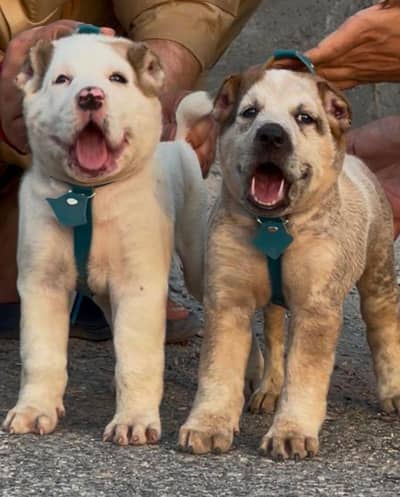 king alabai dog for sale security dog male female 2 month