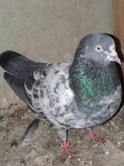 pigeon
