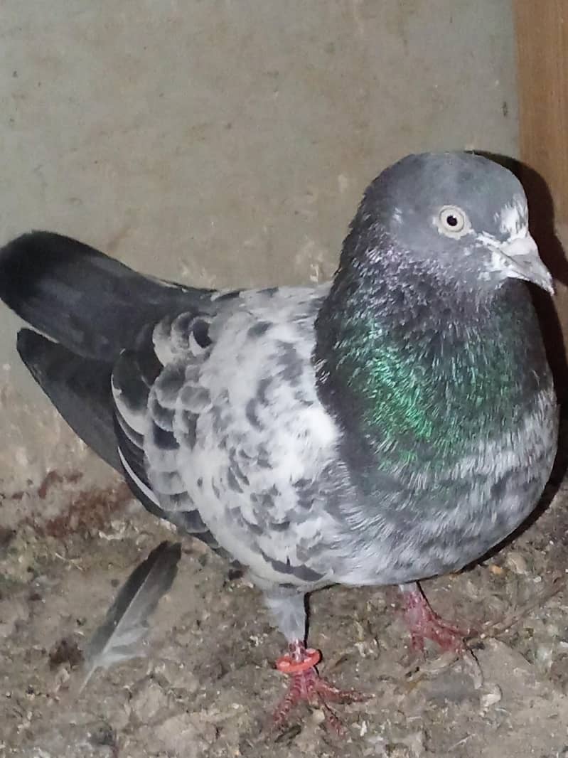 pigeon 0