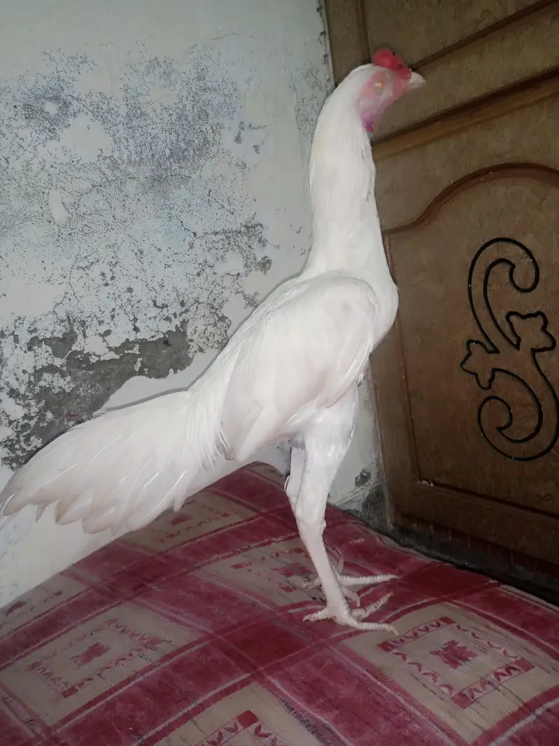 A ONE QUALITY — photo 9