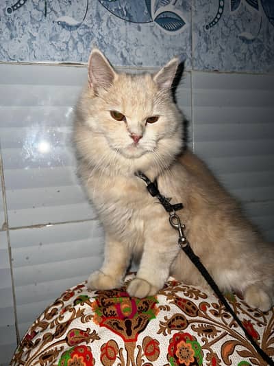russian breed