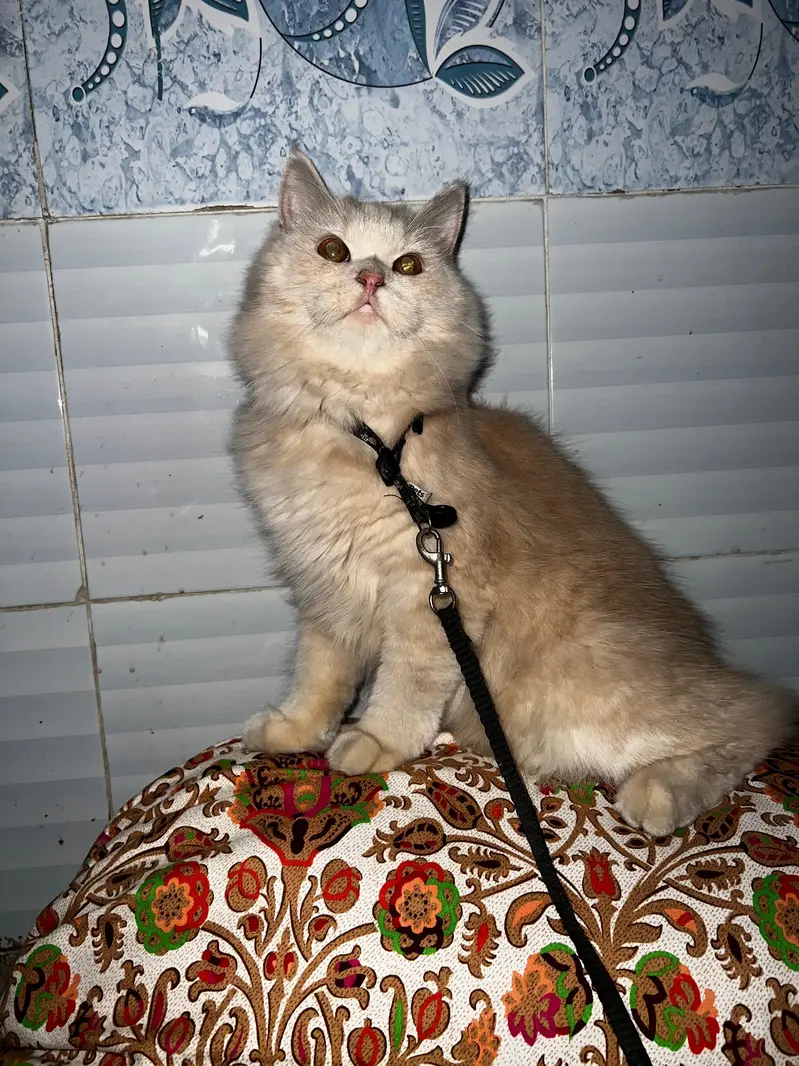 russian breed — photo 2