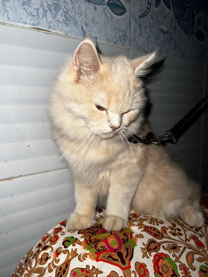 russian breed 2