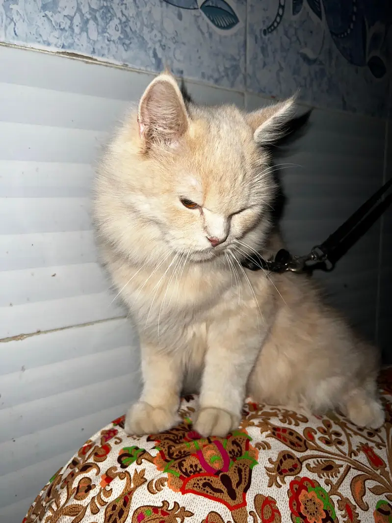 russian breed — photo 3