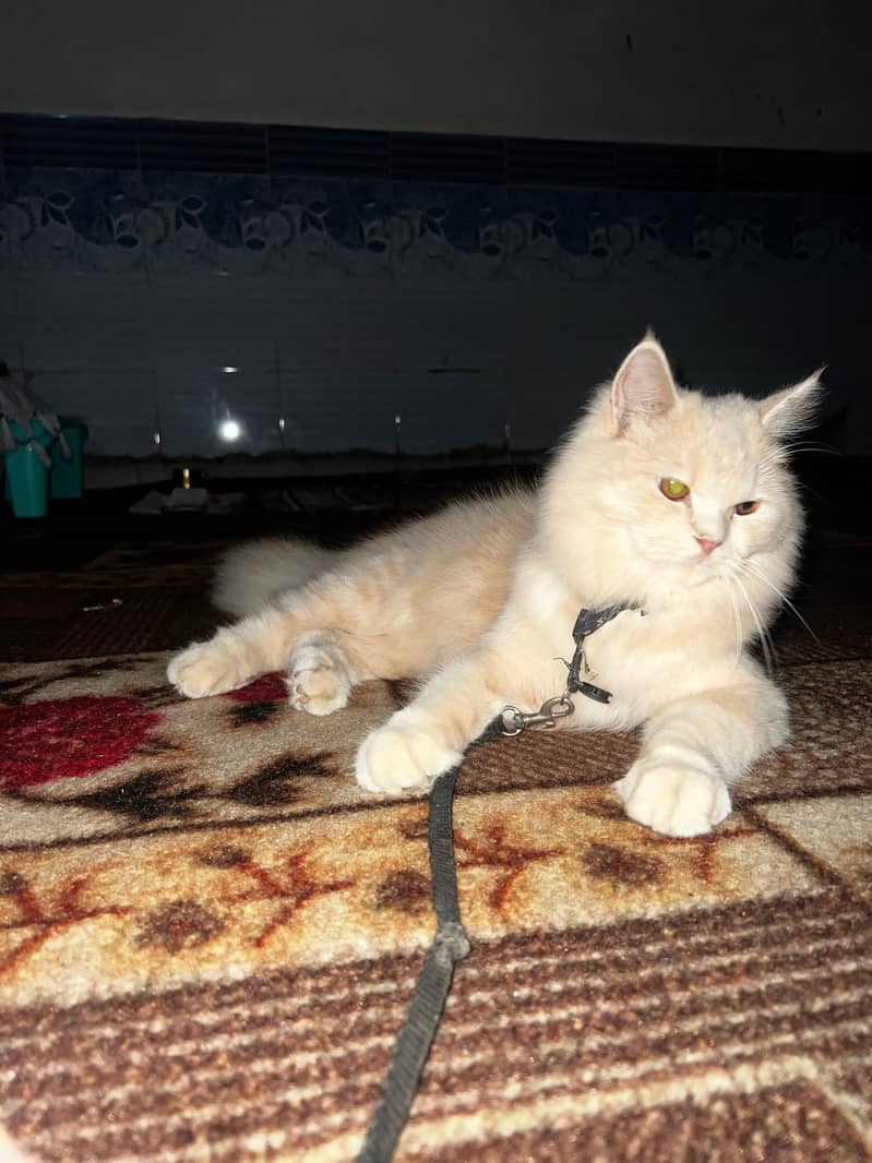 russian breed 3