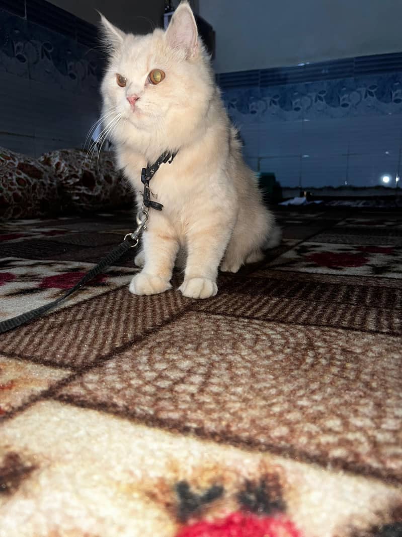 russian breed 4