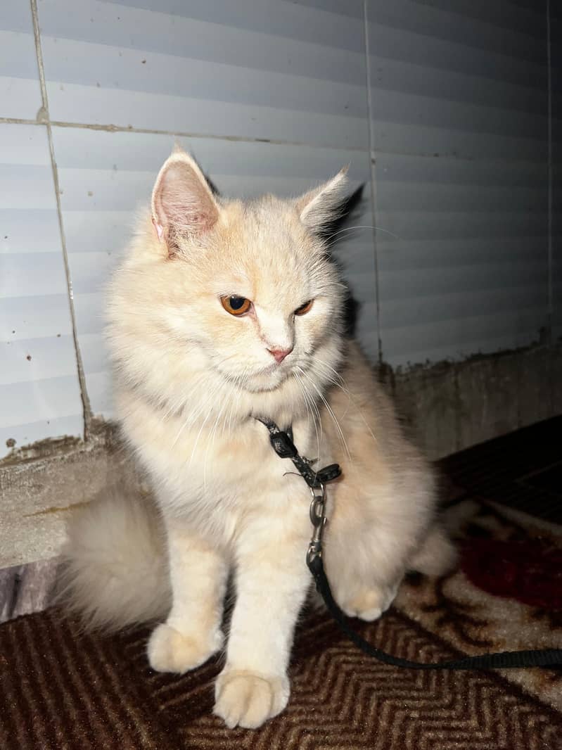 russian breed 5