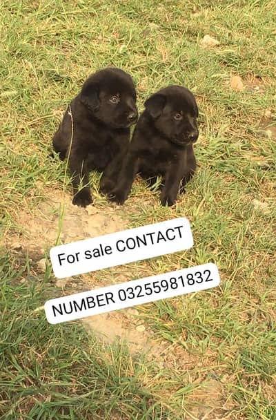 German Shepherd double coat puppies available