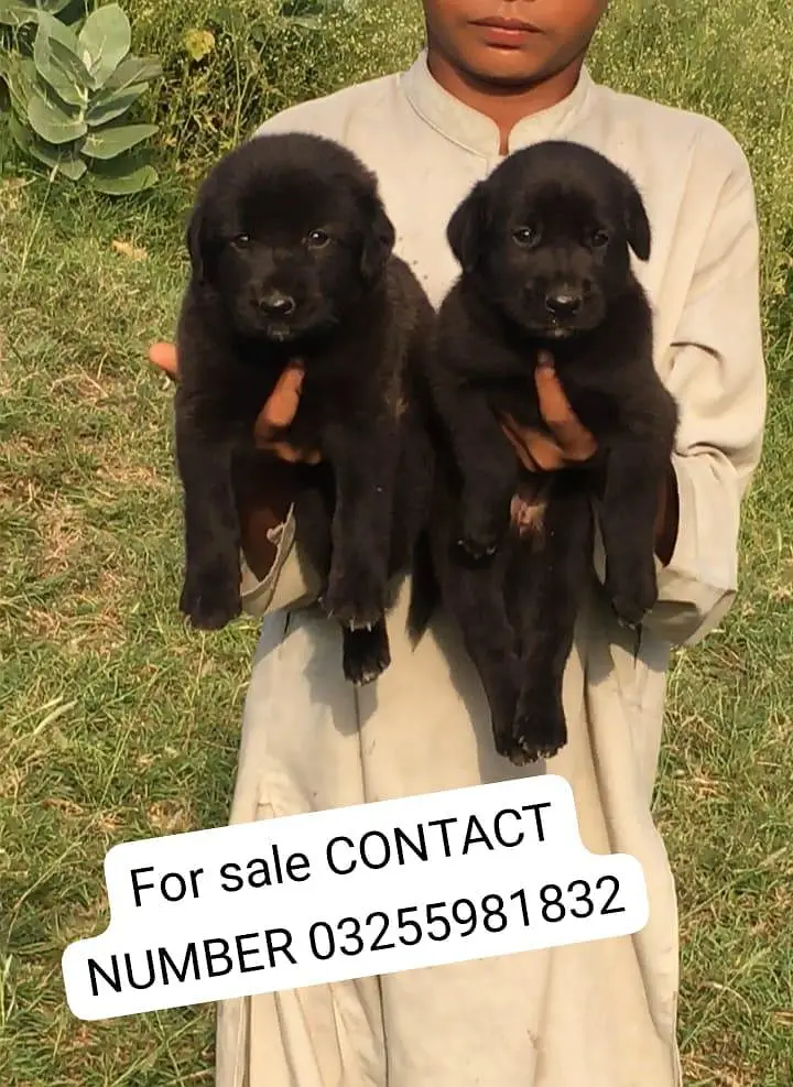 German Shepherd double coat puppies available — photo 2