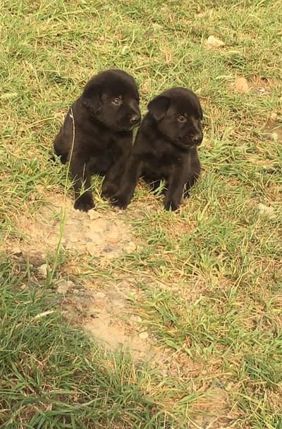 German Shepherd double coat puppies available