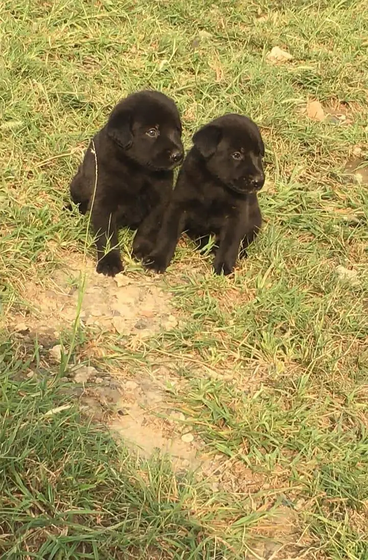 German Shepherd double coat puppies available — photo 3
