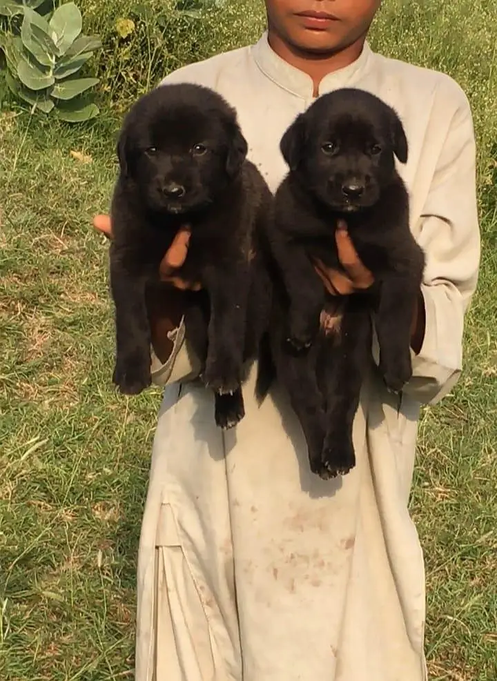 German Shepherd double coat puppies available — photo 4