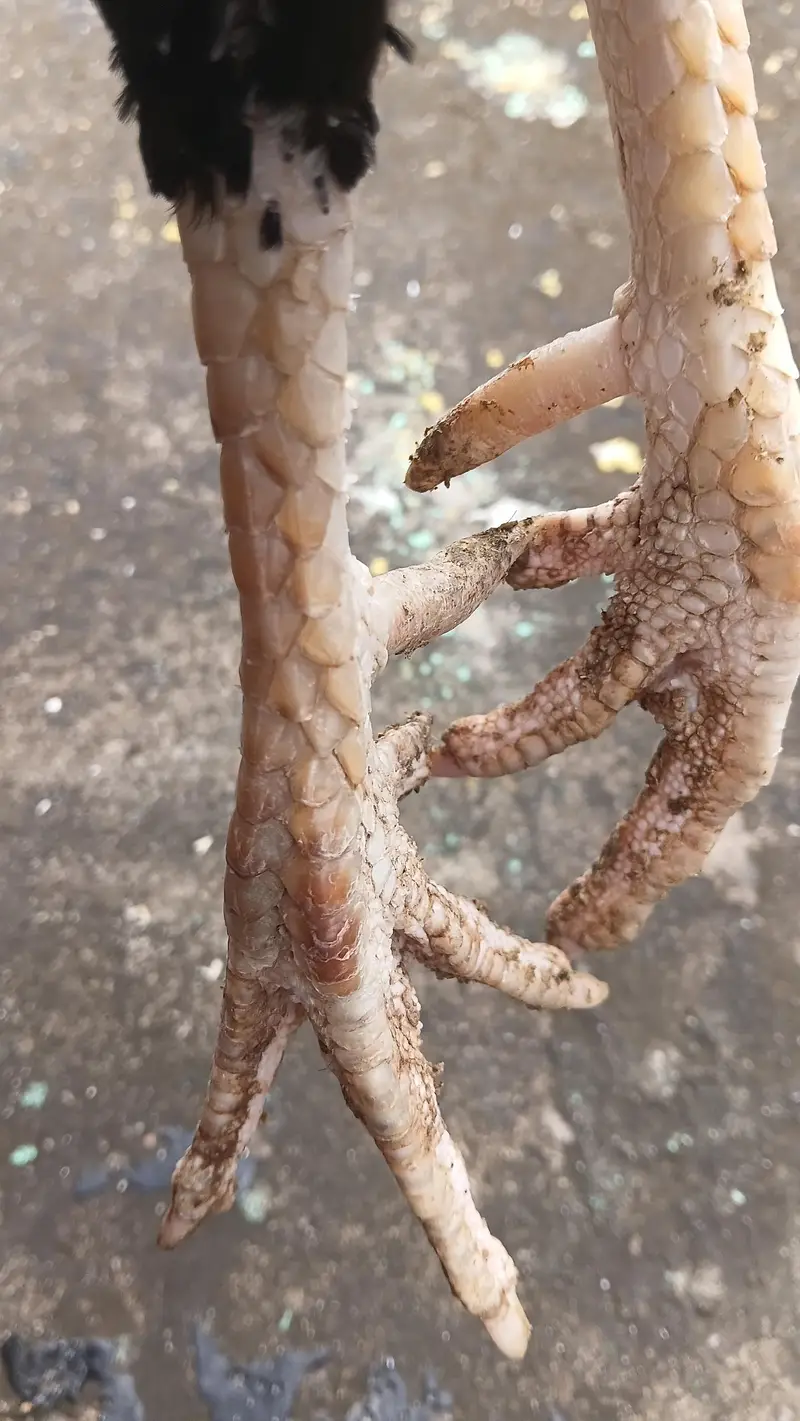 Aseel Breeder — photo 3