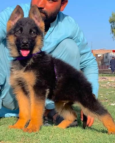 German Shepherd male puppy for sale