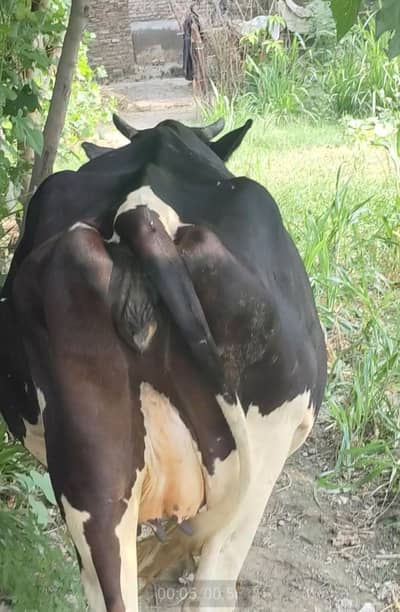 Frisian Cow