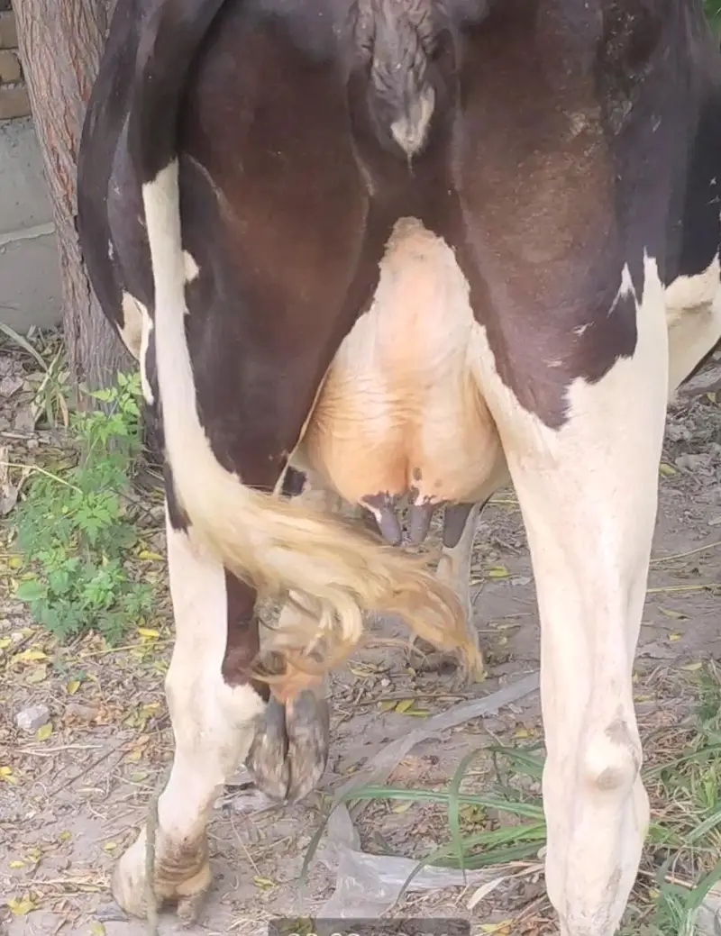 Frisian Cow — photo 2