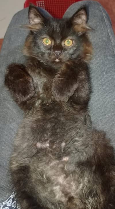 Persian Male Kitten For sale