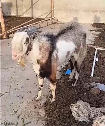 Goat Teedy Top Quality Teddy Bakra Freshly 8 Dant Full Breeder