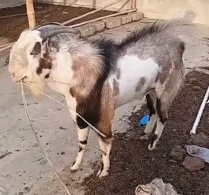 Goat Teedy Top Quality Teddy Bakra Freshly 8 Dant Full Breeder — photo 2
