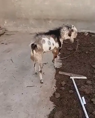Goat Teedy Top Quality Teddy Bakra Freshly 8 Dant Full Breeder — photo 4