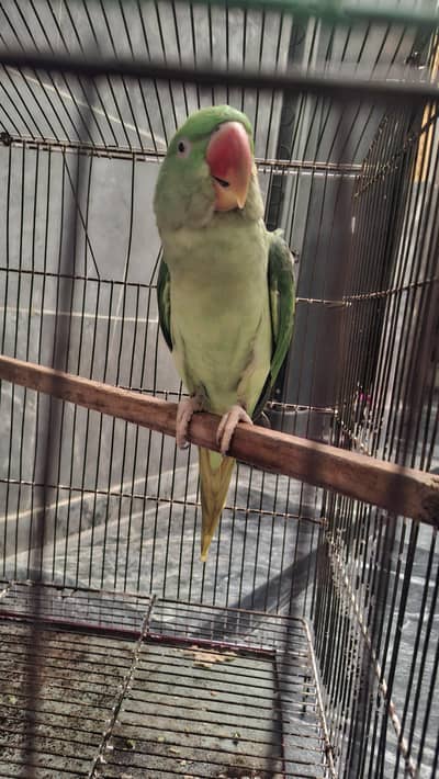 Raw Parrot – 2 Years Old Female