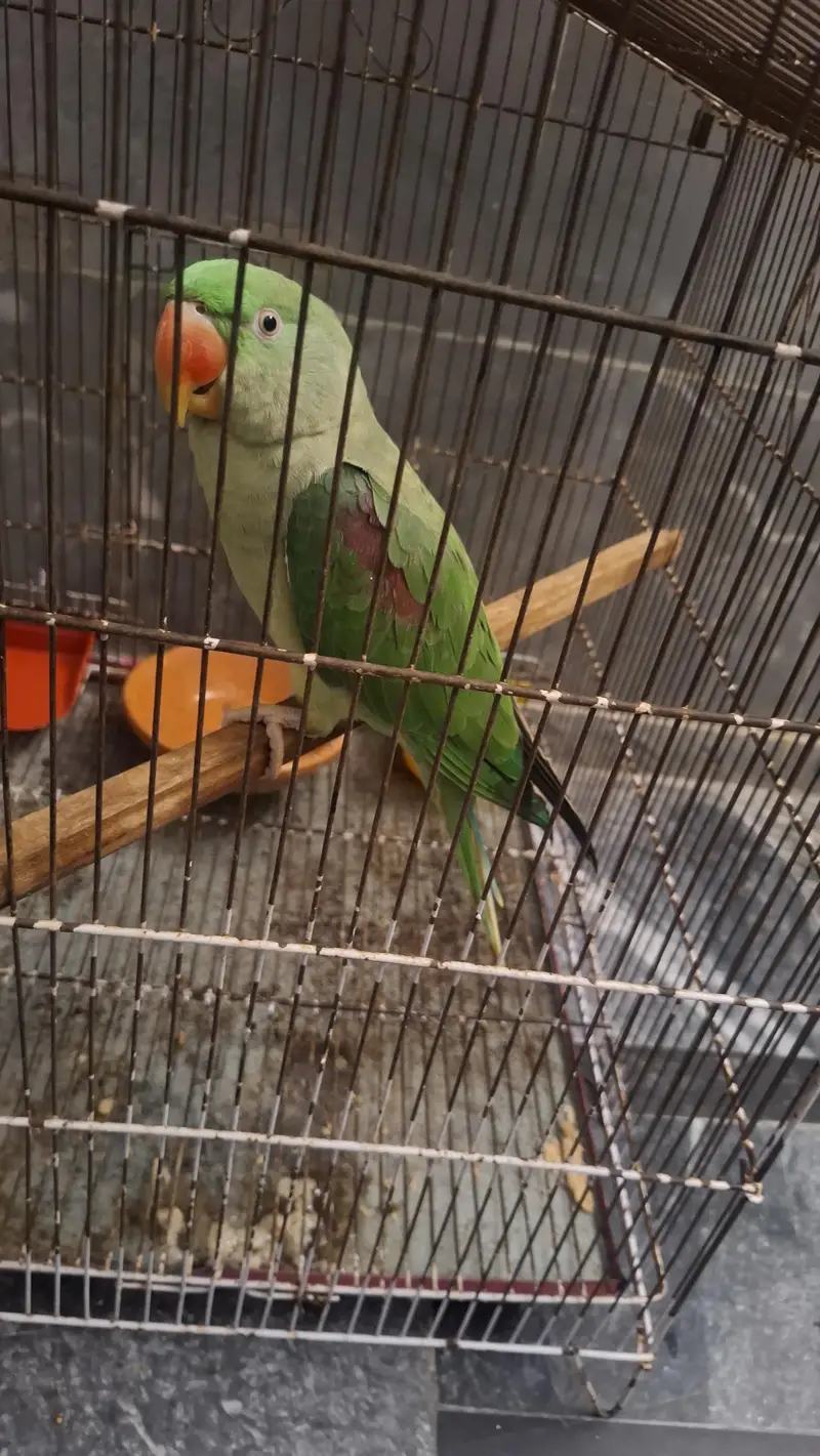 Raw Parrot – 2 Years Old Female — photo 2