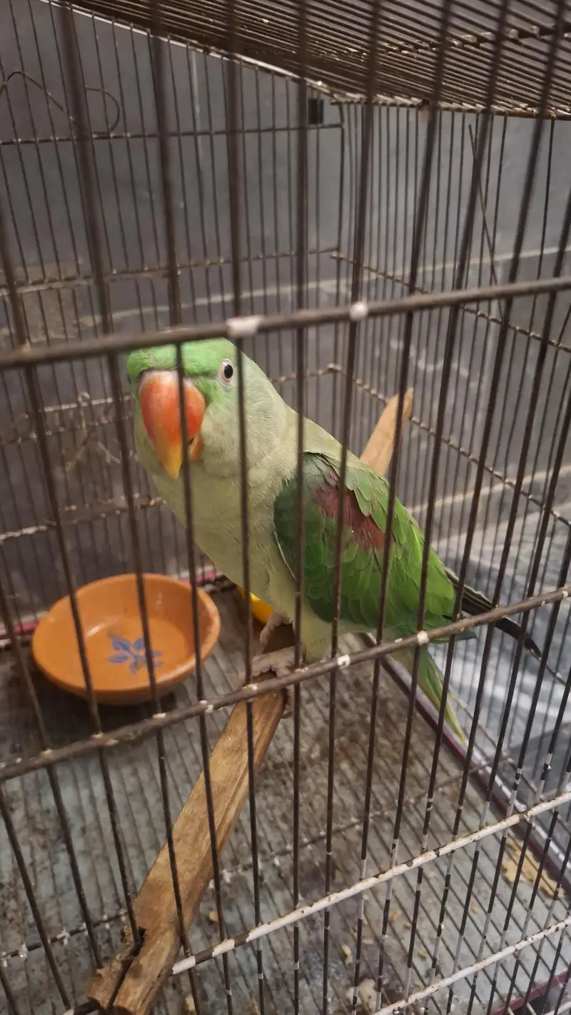 Raw Parrot – 2 Years Old Female — photo 3