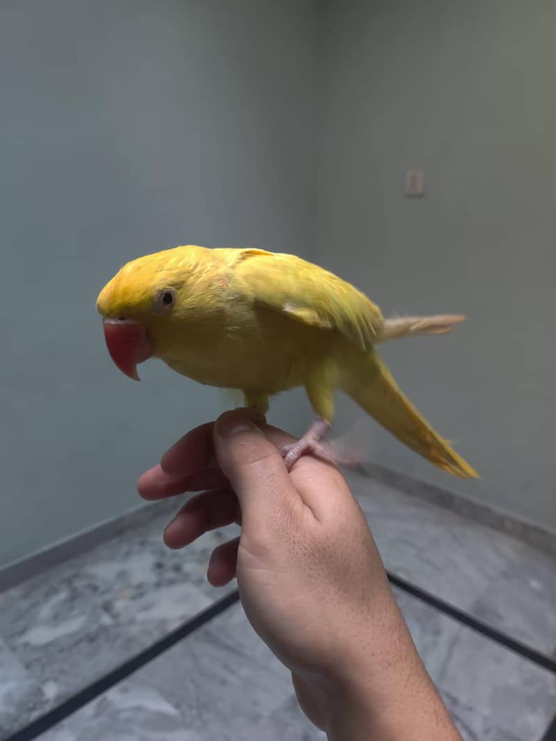 گانی نکل رہی ha 0