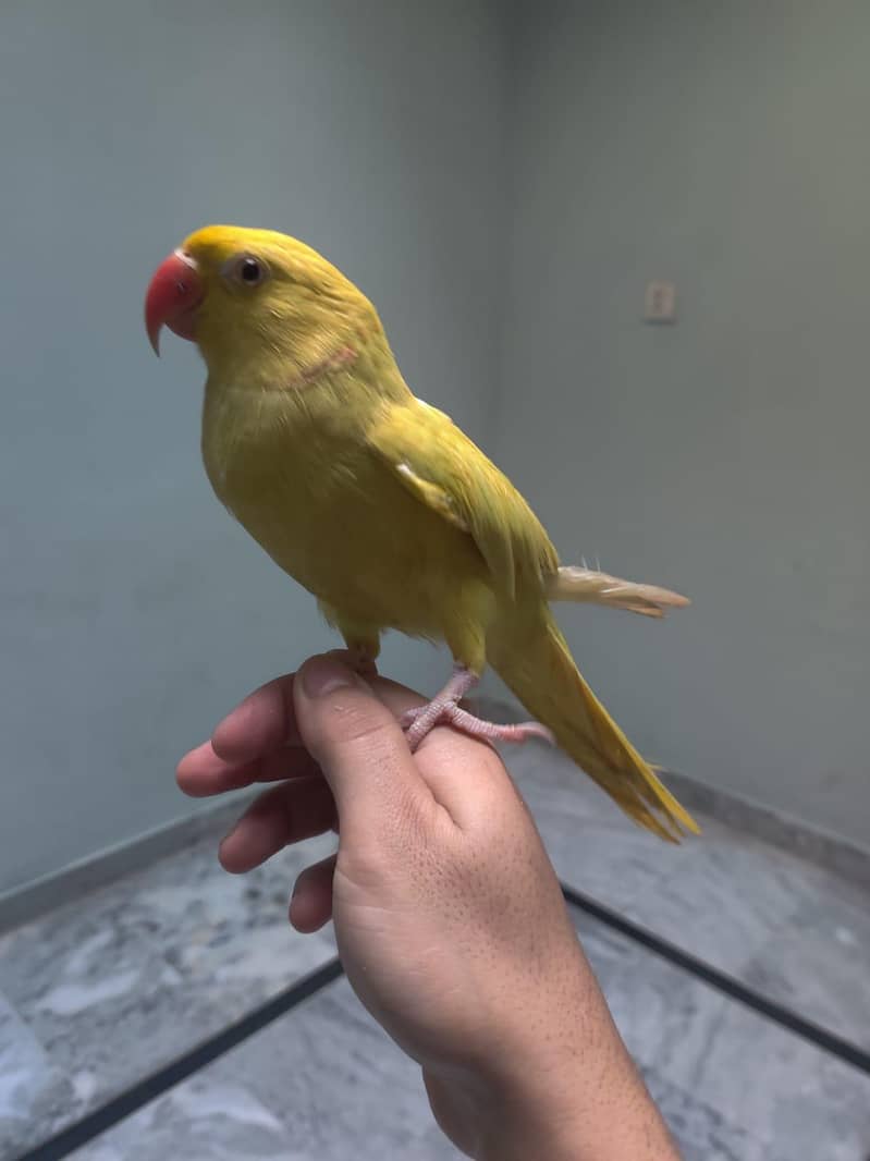 گانی نکل رہی ha 1