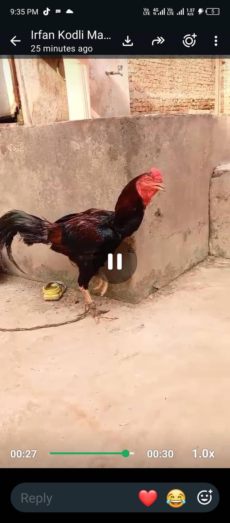 burmi 2