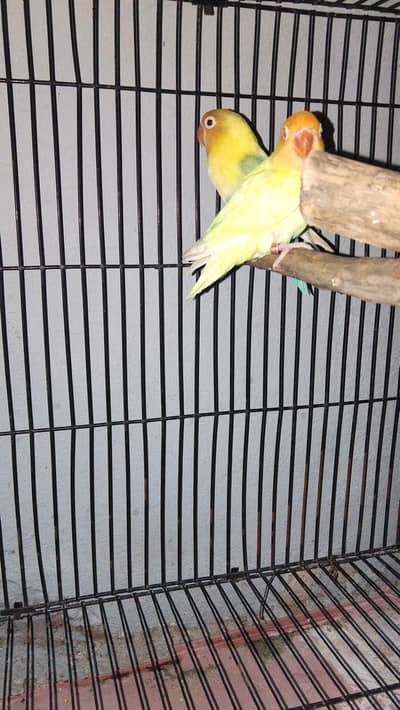 cremino x opaline love bird