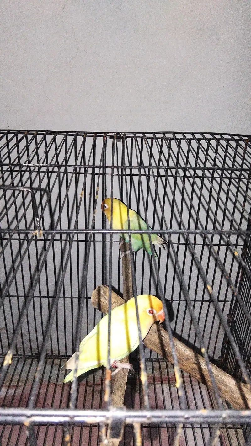 cremino x opaline love bird — photo 2