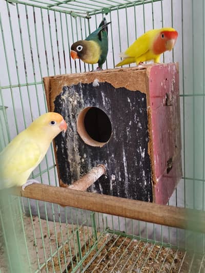  Love Birds Pair + Single Available for Sale 
