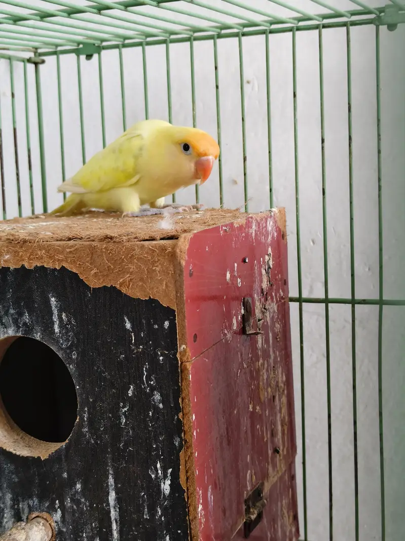  Love Birds Pair + Single Available for Sale  — photo 2