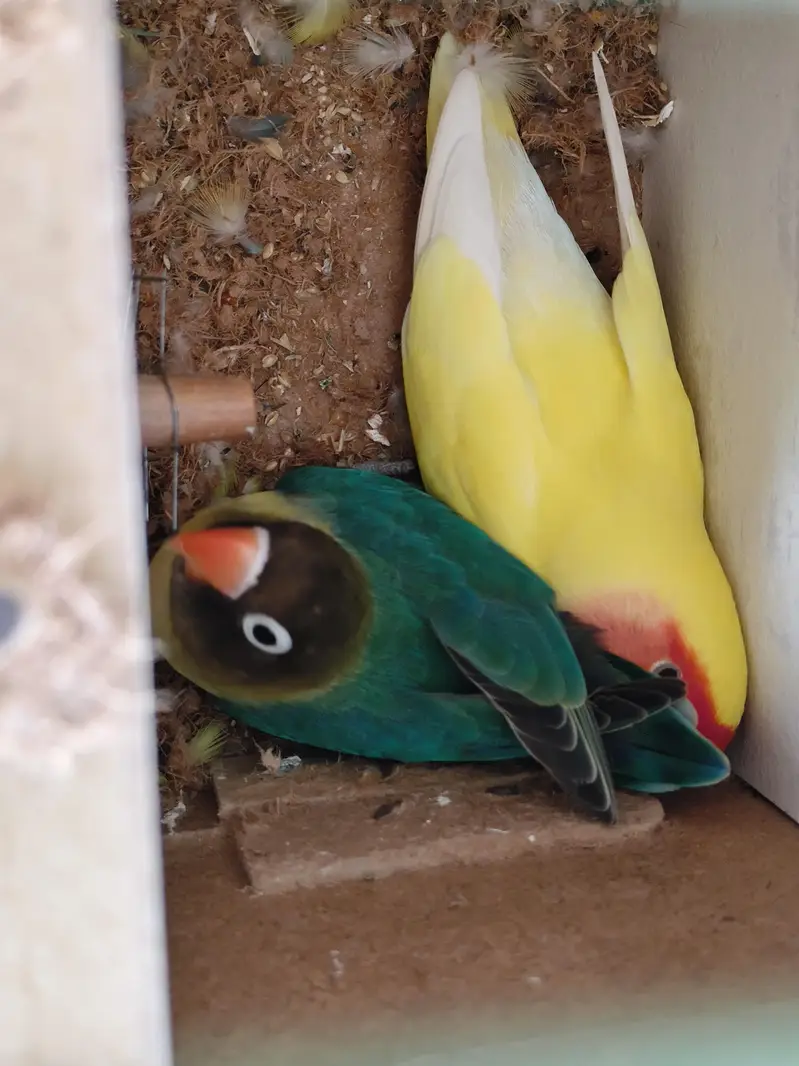 Love Birds Pair + Single Available for Sale  — photo 3