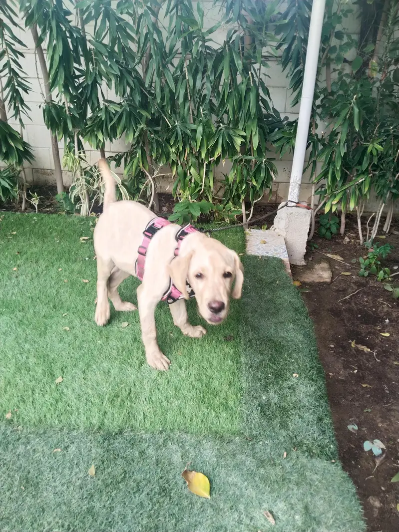 Labrador Male 4 Month — photo 2