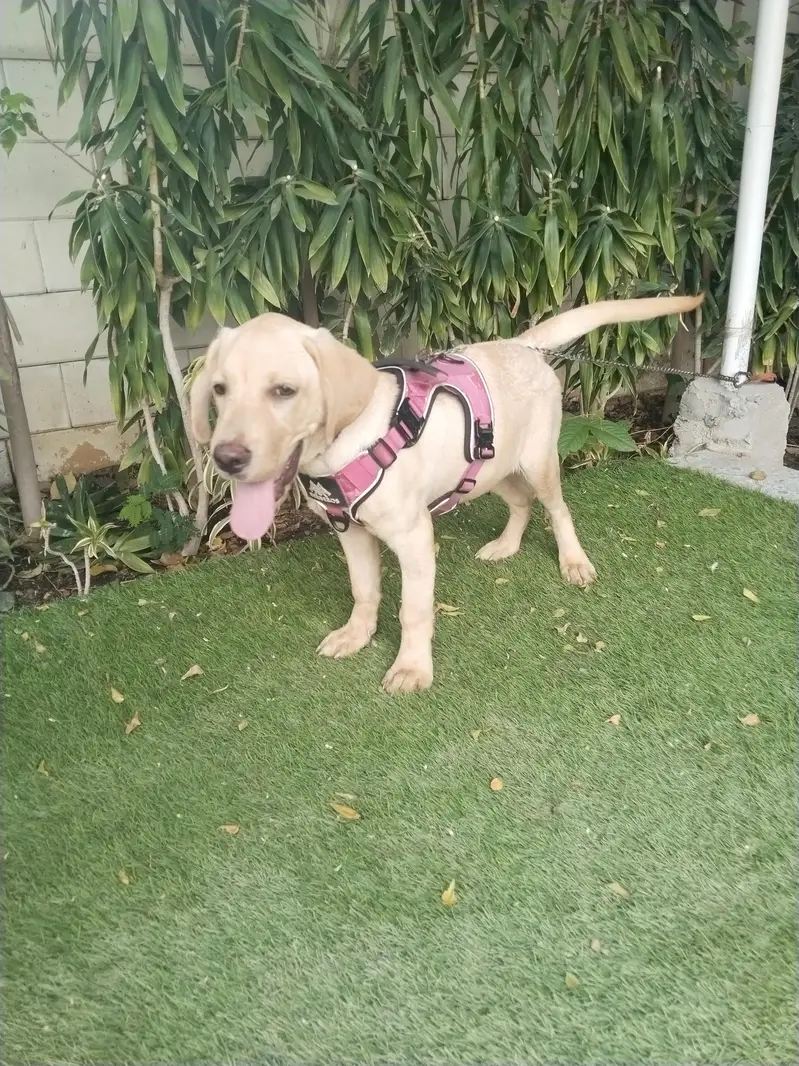 Labrador Male 4 Month — photo 3