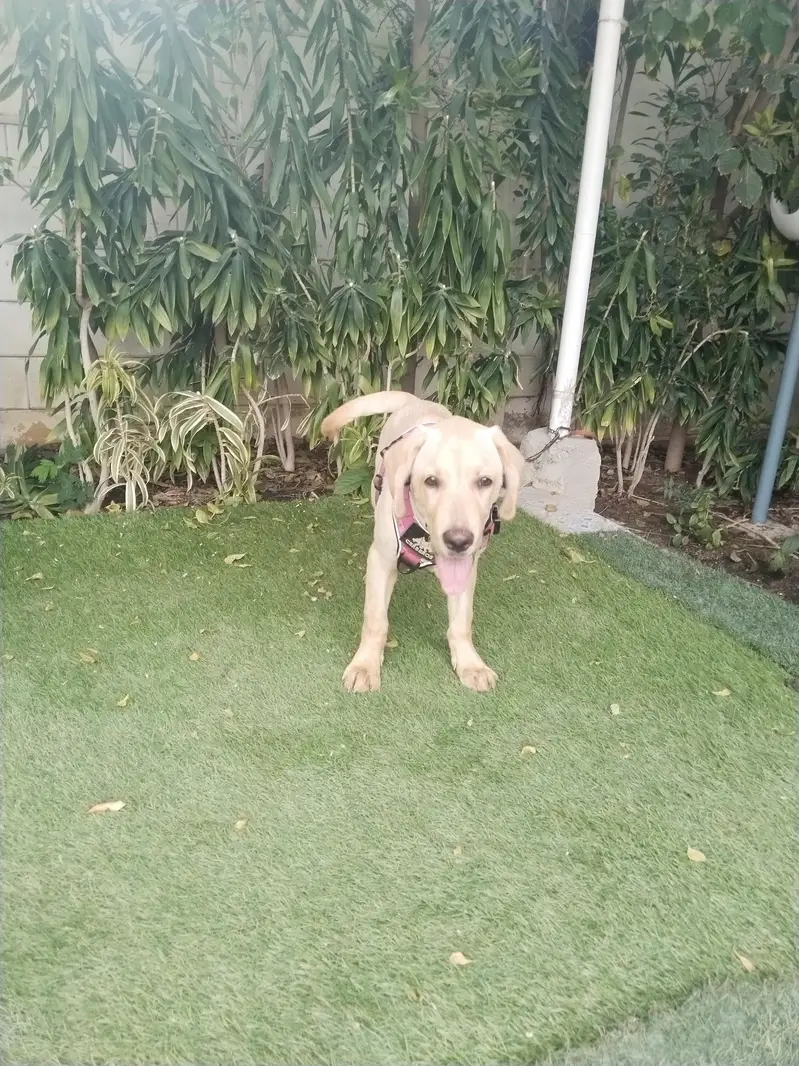 Labrador Male 4 Month — photo 4