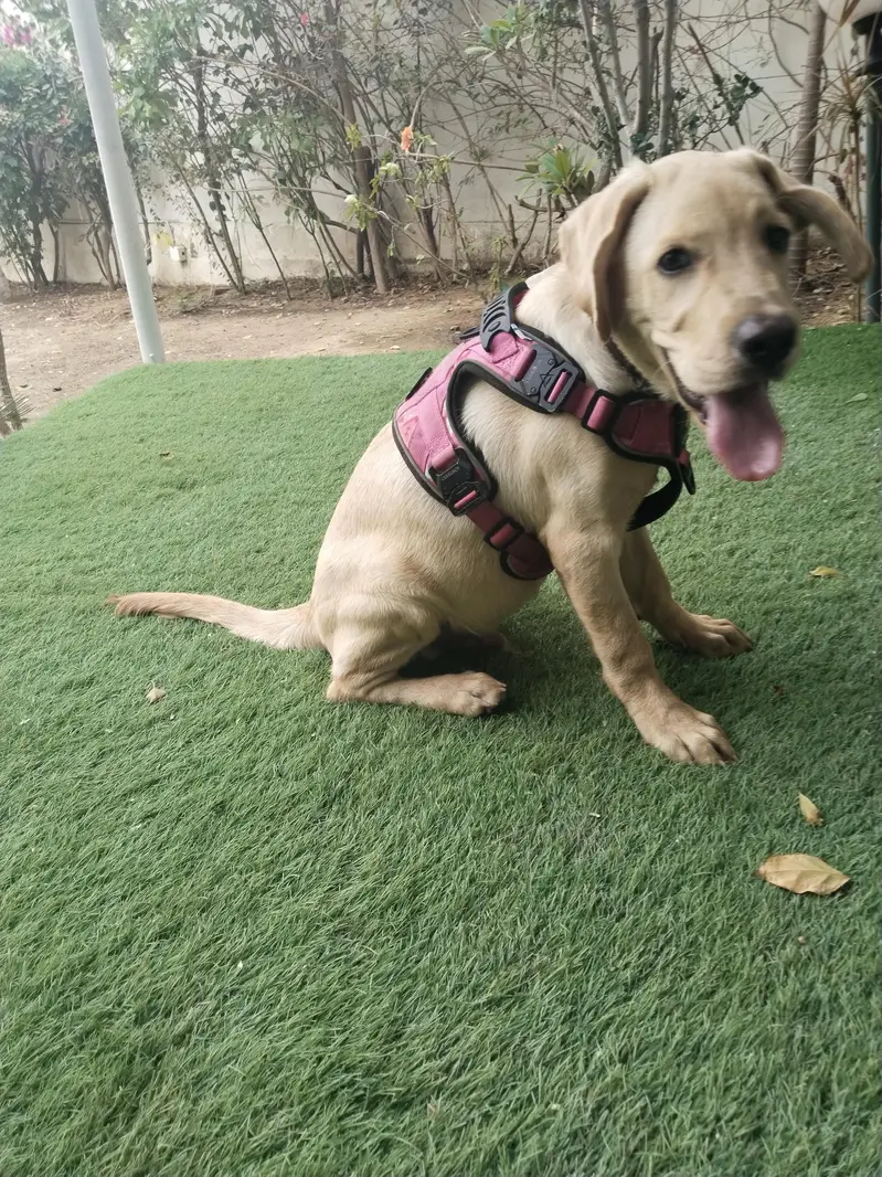 Labrador Male 4 Month — photo 9