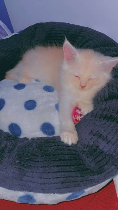  Cute Male Kitten for Sale – Healthy & Playful