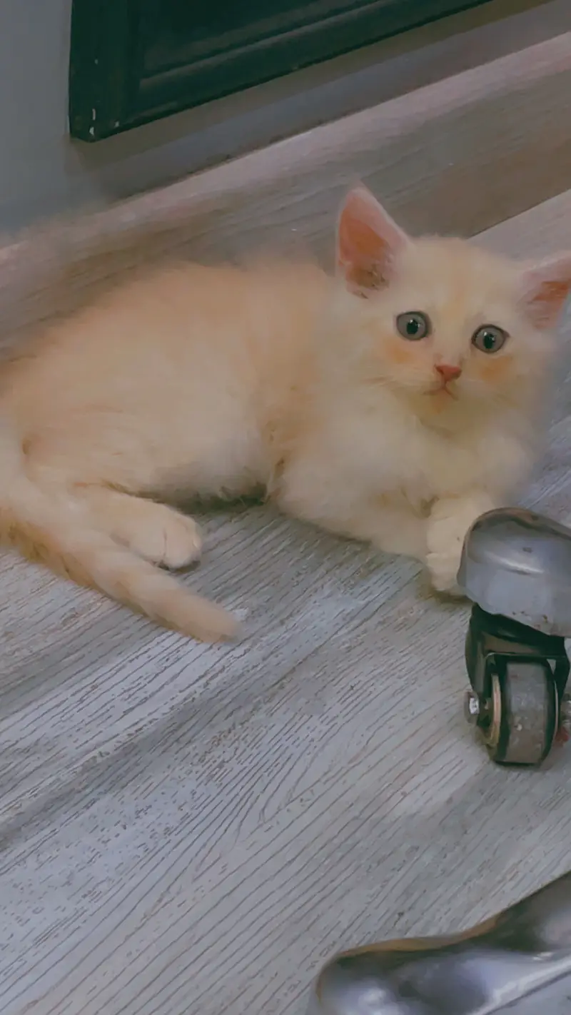  Cute Male Kitten for Sale – Healthy & Playful — photo 2