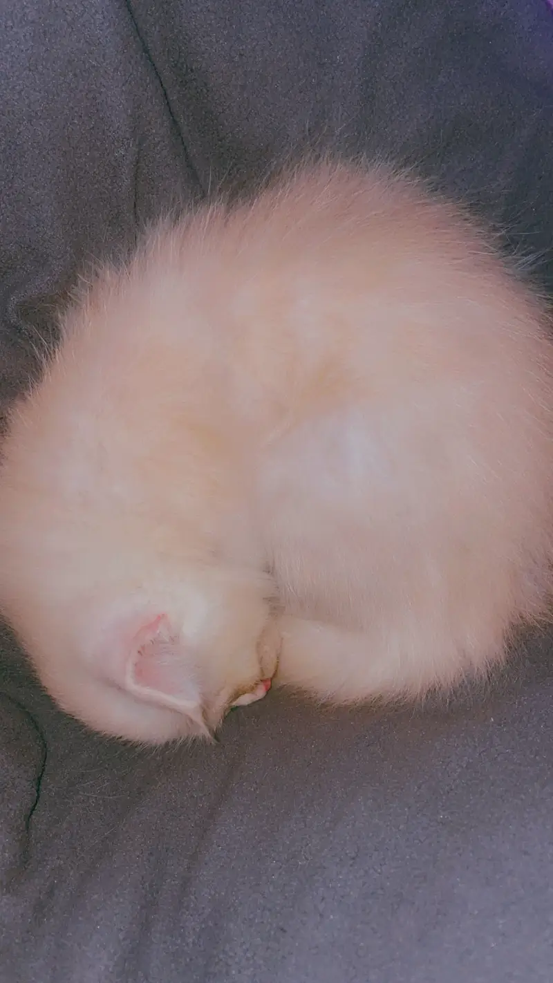  Cute Male Kitten for Sale – Healthy & Playful — photo 3