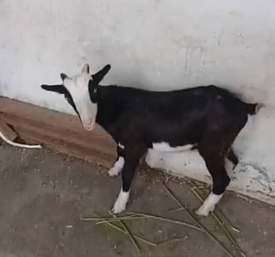 Good Quality Goat Teddy Male Bakra Zero Size Home Breed