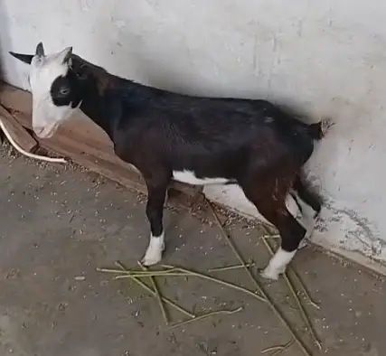 Good Quality Goat Teddy Male Bakra Zero Size Home Breed — photo 2