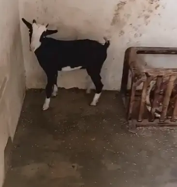 Good Quality Goat Teddy Male Bakra Zero Size Home Breed — photo 3