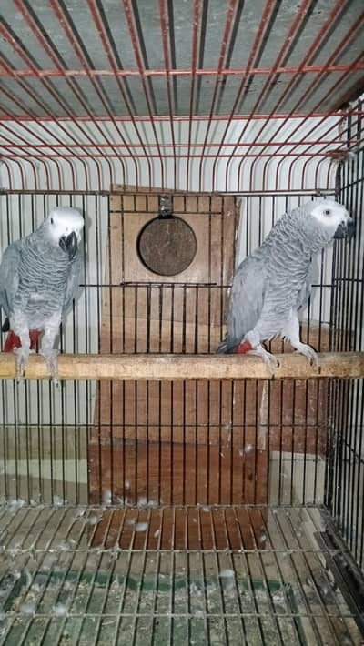 GREY BONDED AND RAW BREEDER PAIR AVAILABLE.