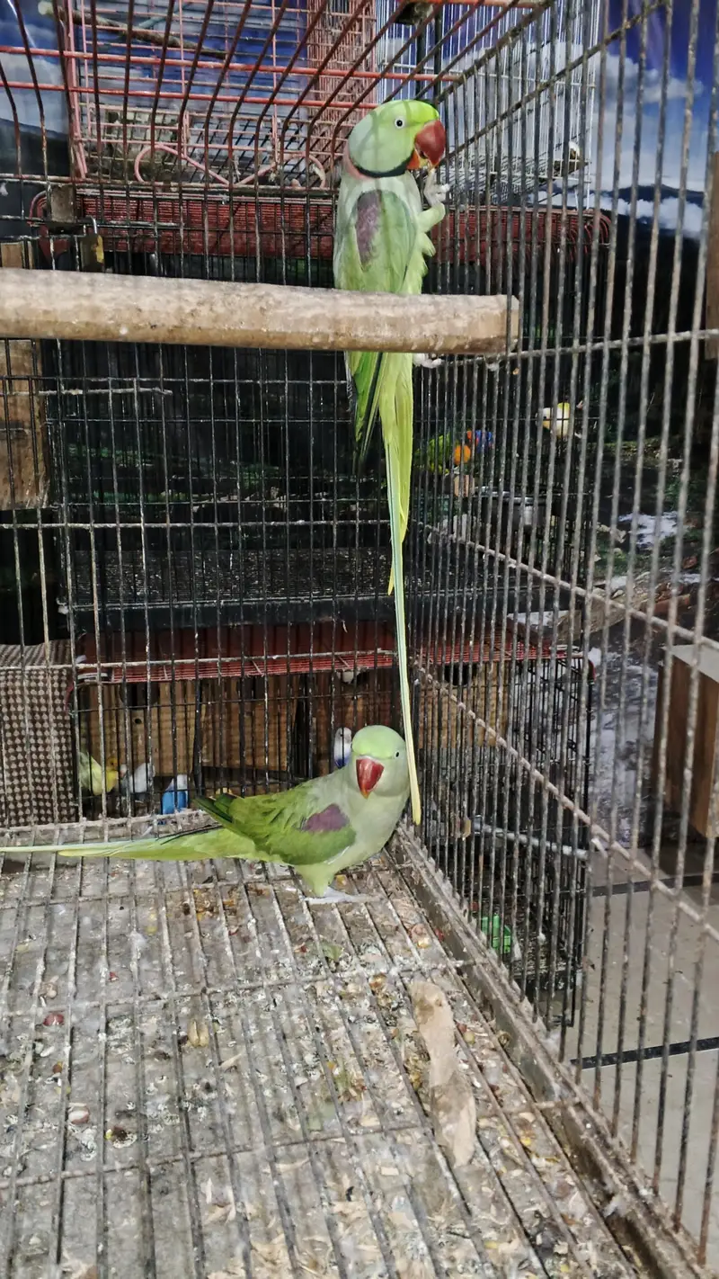 GREY BONDED AND RAW BREEDER PAIR AVAILABLE. — photo 2