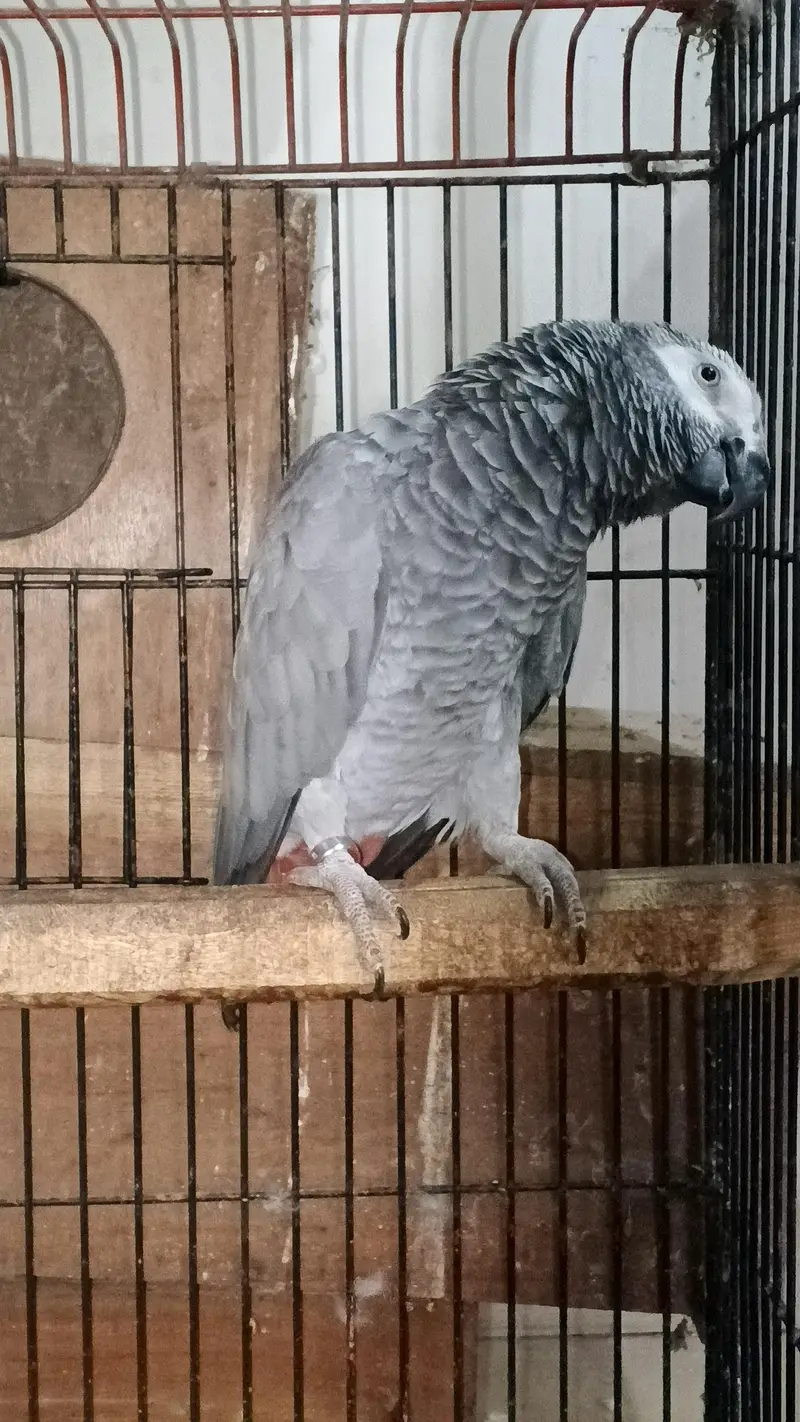 GREY BONDED AND RAW BREEDER PAIR AVAILABLE. — photo 3